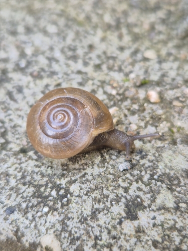 Tanychlamys indica