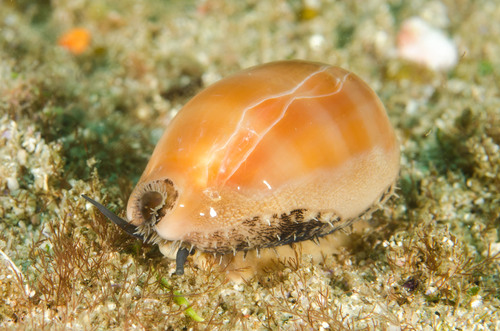 Carnelian Cowry