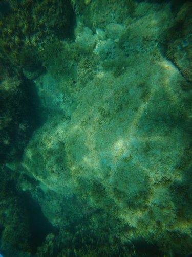 Diplodus argenteus
