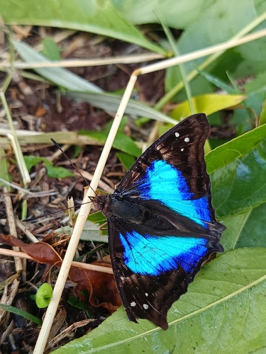 Turquoise Emperor