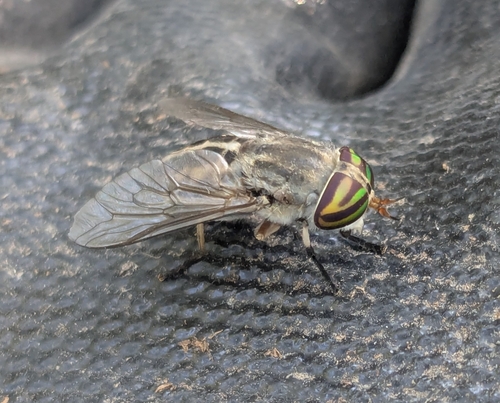 Unknown species found near Concourse @ Washington NB, St. Louis, MO 63110, USA