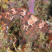 Observation photo
