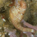 Observation photo