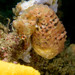 Observation photo
