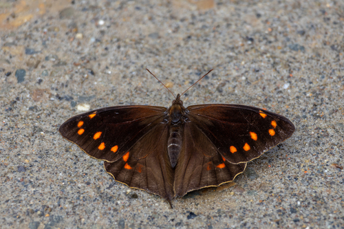 Corades cistene