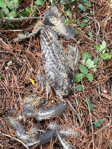 View observation of {o.common_name} on iNaturalist