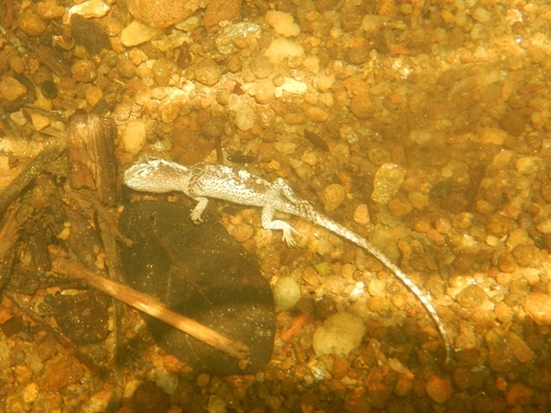 Brazilian Steppe Iguana