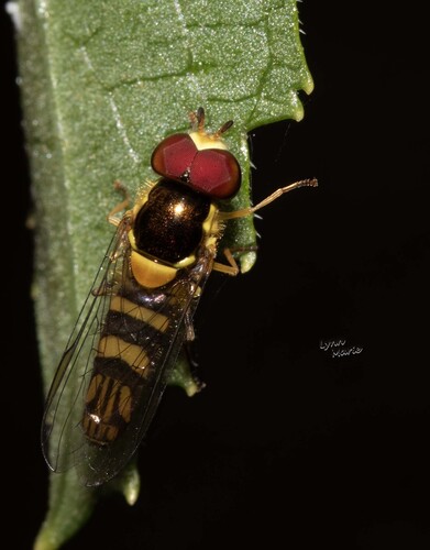 Unknown species found near Apopka, FL, USA