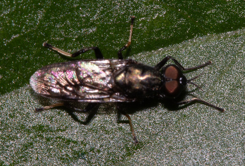 Unknown species found near Apopka, FL, USA