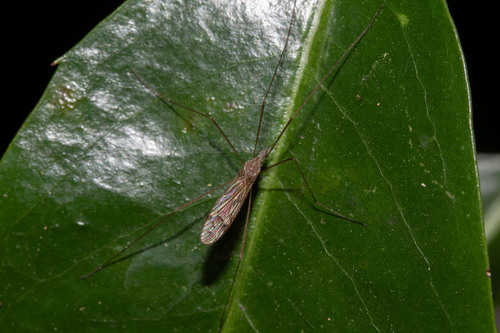 Unknown species found near Apopka, FL, USA