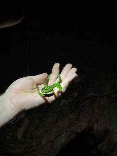 Malayan Whipsnake