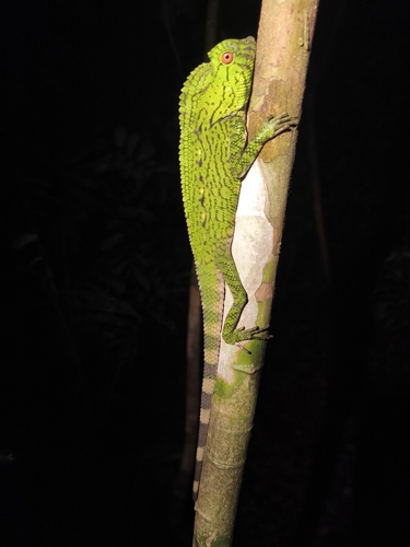 Abbott’s Anglehead Lizard