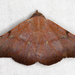 Obroatis ocellata - Photo (c) gernotkunz, todos los derechos reservados, subido por gernotkunz