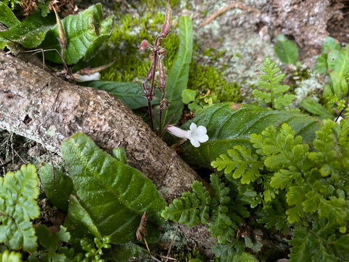Streptocarpus occultus