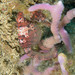 Observation photo