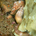 Observation photo