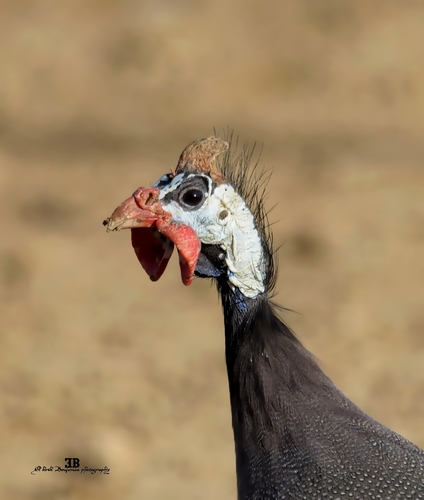 Moroccan Helmeted Guineafowl