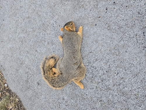 iNaturalist observation 2025-12-30