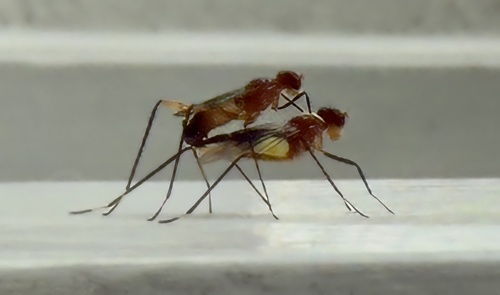 Unknown species found near The Landings, Skidaway Island, GA 31411, USA