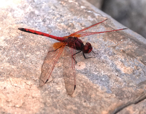 Red-veined Dropwing