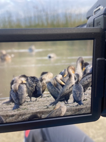 iNaturalist observation photo of Double-crested Cormorant