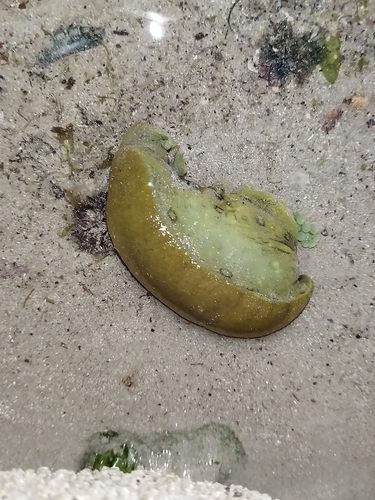 Aplysia dactylomela