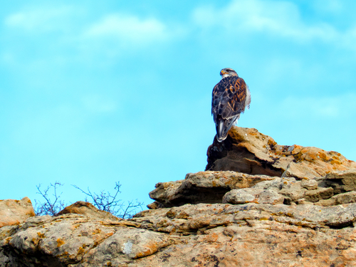 Ferruginous Hawk