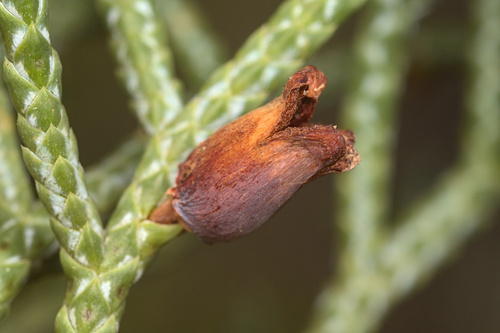 Unknown species found near Washington County, UT, USA