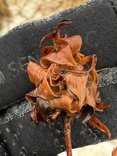 Unknown species found near Hennepin County, US-MN, US