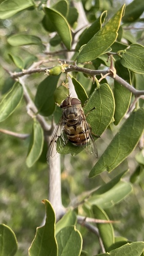 Unknown species found near Organ Pipe Cactus National Monument, Ajo, AZ, US