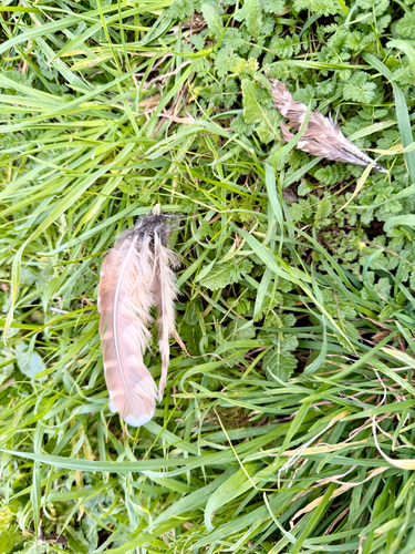 View observation of {o.common_name} on iNaturalist