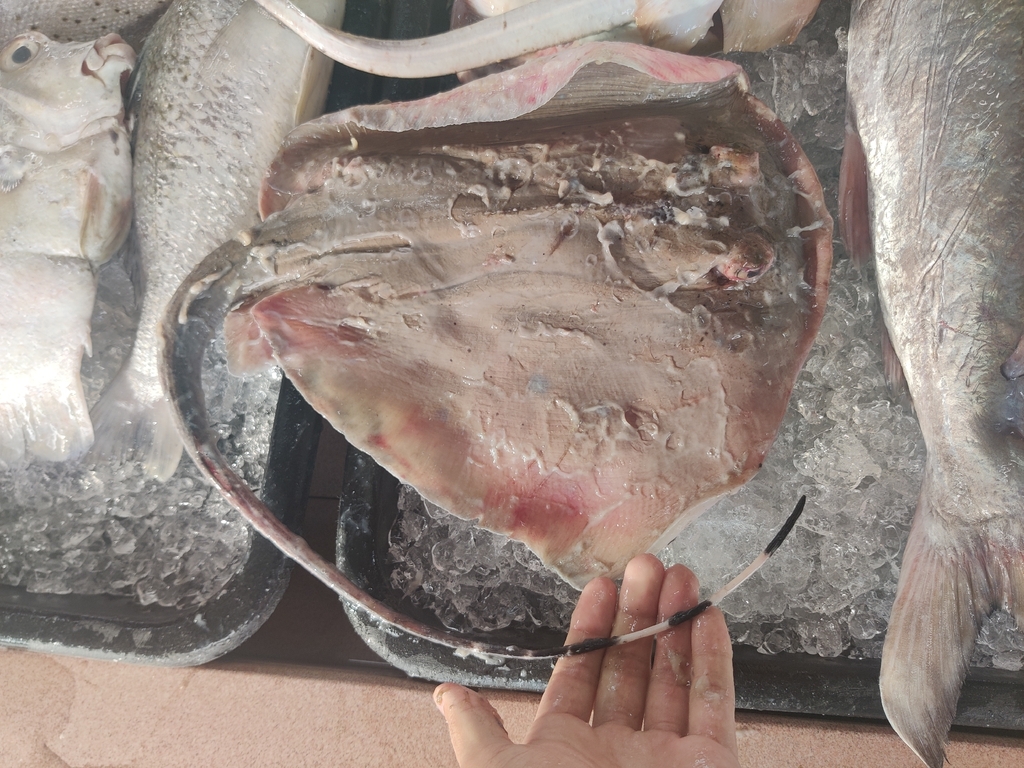 Masked Ray Maskrays from Tangga Batu, Malacca, Malaysia on December 31, 2025 at 08 ...
