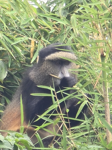 Golden Monkey