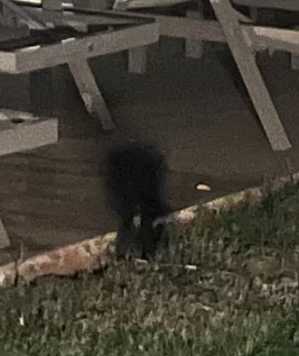 Hooded Skunk observed by mcneicej