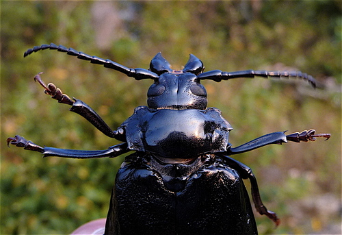 Broad-necked Root Borer