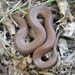Earthsnakes - Photo (c) jawinget, all rights reserved, uploaded by jawinget
