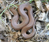 Earthsnakes - Photo (c) jawinget, all rights reserved, uploaded by jawinget
