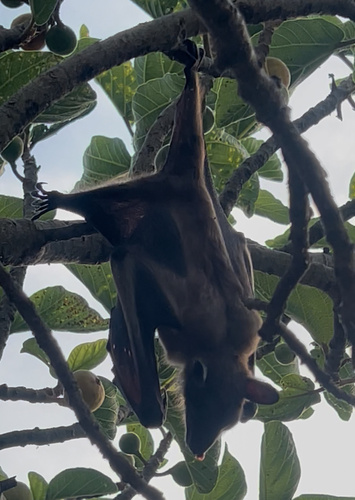 Straw-coloured Fruit Bat