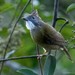 Bearded Bulbuls and Allies - Photo (c) Chien Lee, all rights reserved, uploaded by Chien Lee