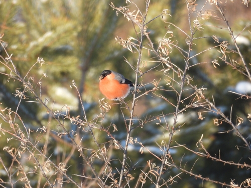 Eurasian Bullfinch