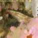 Observation photo