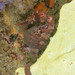 Observation photo