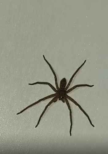 Pantropical Huntsman Spider