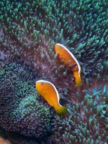 Orange Skunk Anemonefish — seen at this dive site