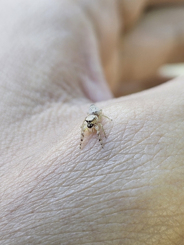 Hentzia antillana