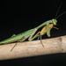 Giant Malaysian Shield Mantis - Photo (c) Roy Kittrell, all rights reserved, uploaded by Roy Kittrell