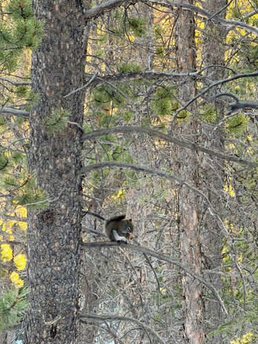 Fremont's Squirrel observed by juddpatterson