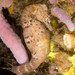 Observation photo