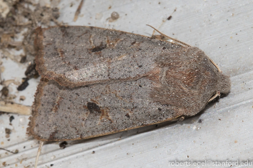 iNaturalist observation photo of Cutworms and Dart Moths