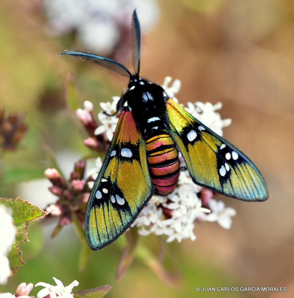 White Cedar Moth (Erebidae Moths of SW Australia) · iNaturalist